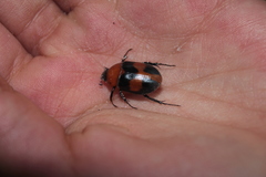 Cyclocephala gregaria