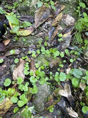 Hydrocotyle hirsuta