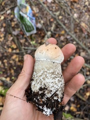 Leccinum vulpinum