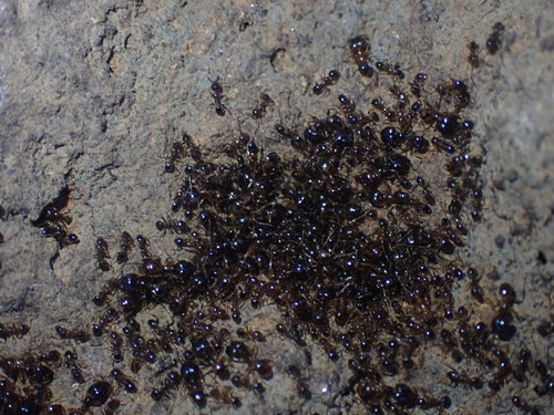 Photo of African Big-headed Ant (Pheidole megacephala)