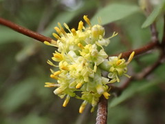 Olearia fragrantissima