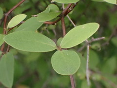 Olearia fragrantissima