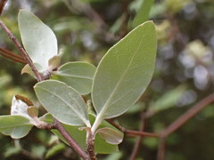 Olearia fragrantissima
