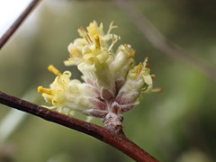 Olearia fragrantissima