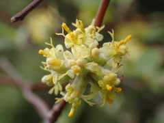 Olearia fragrantissima