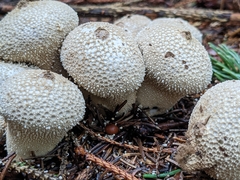Lycoperdon