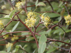 Olearia fragrantissima
