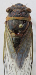 Diceroprocta ruatana