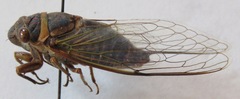 Diceroprocta ruatana