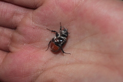 Cyclocephala gregaria