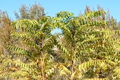 Ailanthus altissima