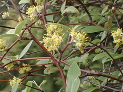 Olearia fragrantissima