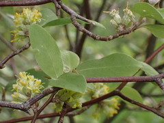 Olearia fragrantissima