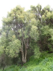 Olearia fragrantissima