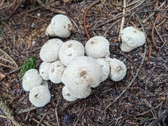 Lycoperdon