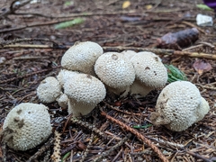 Lycoperdon