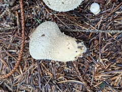 Lycoperdon