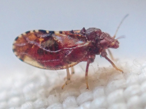 Nyctiphalerus jugovenosus