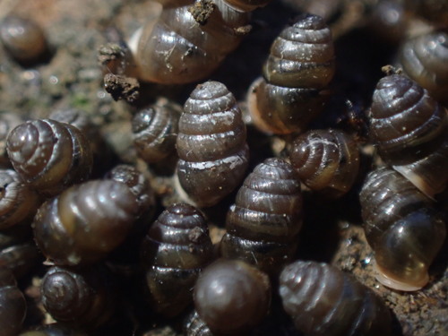 Common Chrysalis-Snail