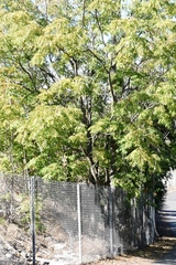 Ailanthus altissima