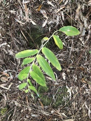 Polygonatum arisanense