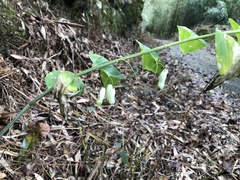 Polygonatum arisanense