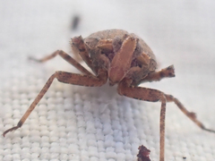 Orgerius
