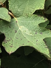 Cercospora hydrangeae