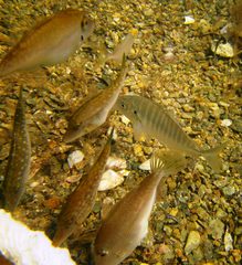 Pseudocaranx wrighti