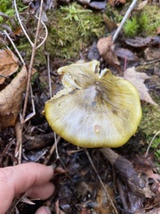 Tricholoma sejunctum