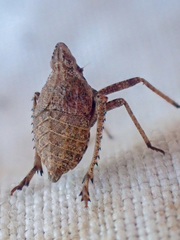Orgerius