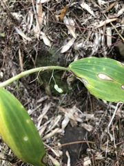 Polygonatum arisanense