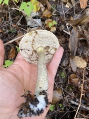 Tricholoma sejunctum