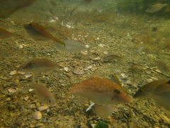 Pseudocaranx wrighti