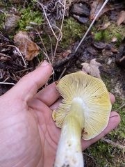 Tricholoma sejunctum