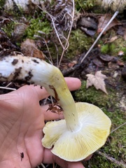 Tricholoma sejunctum