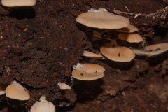 Lentinellus flabelliformis