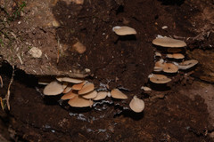 Lentinellus flabelliformis