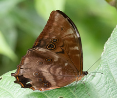Morpho theseus