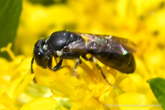 Hylaeus mesillae cressoni