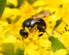 Hylaeus mesillae cressoni