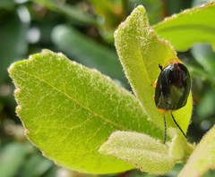 Lamprolina simillima