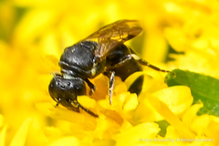 Hylaeus mesillae cressoni