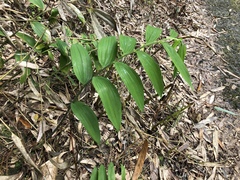 Polygonatum arisanense