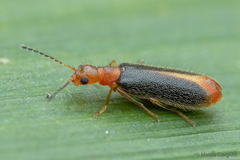 Hylodanacaea haemorrhoidalis