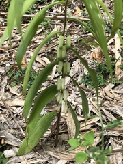 Polygonatum arisanense