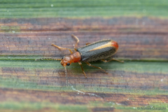 Hylodanacaea haemorrhoidalis