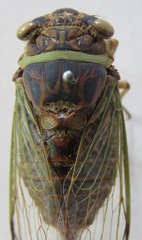 Diceroprocta bicosta