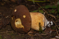 Boletus fibrillosus