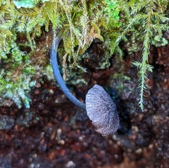 Entoloma largentii